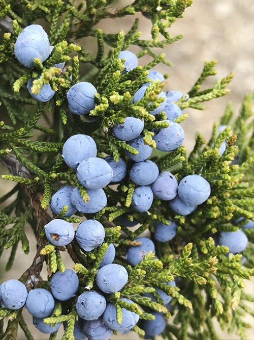 Color Inspiration - Juniper Berries