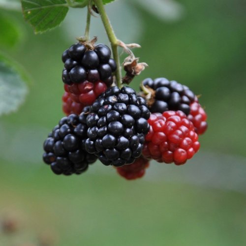 Color Inspiration - Black Raspberries