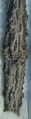 Judy Ellis's Gem Profile- Fulgurite - , General Education, , Fulgurite