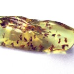 Dale Armstrong's Gem Profile- Amber - , General Education, , Common Dominican amber with termites.