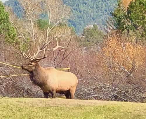 Kristal Wick's Color Inspiration - Estes Park Elk - , Wire Jewelry Design, Design, color inspiration estes park elk