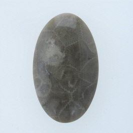 45x27mm Petoskey Stone Fossil