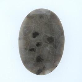 45x31mm Petoskey Stone Fossil