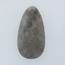 45x24mm Petoskey Stone Fossil