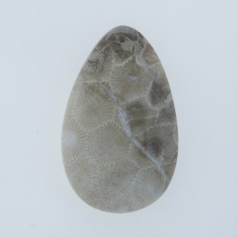 42x26mm Petoskey Stone Fossil