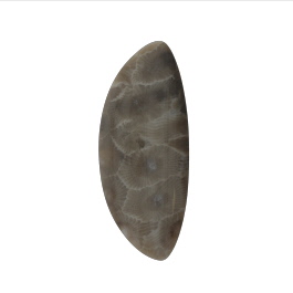 47x20mm Petoskey Stone Fossil