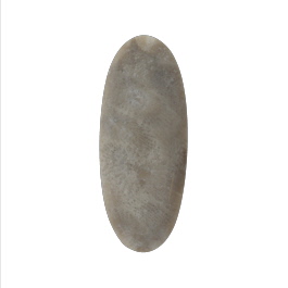 39x16mm Petoskey Stone Fossil