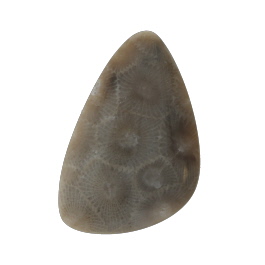 39x25mm Petoskey Stone Fossil