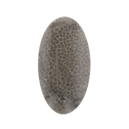 40x22mm Fossil Coral