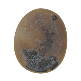 60x50mm Polished Druzy