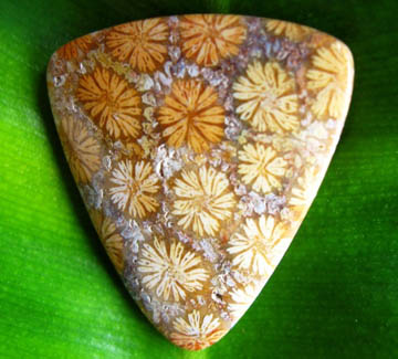 Gem Profile June 1: Petoskey Stones and Indonesian Fossil Coral | Jewelry  Making Blog | Information | Education | Videos