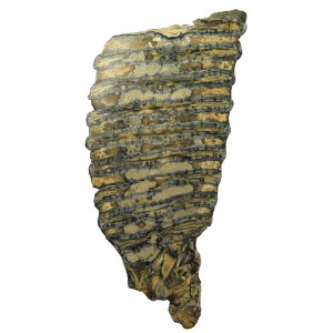 Fossilized Woolly Mammoth Tooth