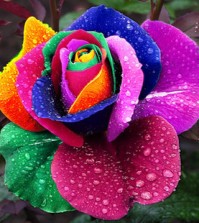 Rainbow Roses